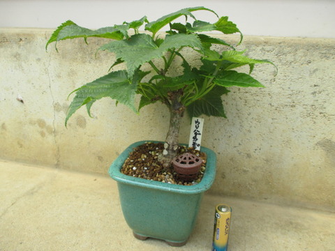 瓜膚楓（ウリハダカエデ）盆栽 SS003 盆栽創 / 瓜膚楓（ウリハダカエデ）盆栽 SS003