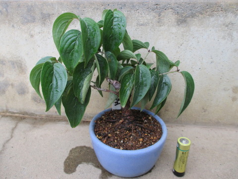 山茱萸（サンシュユ）」の整枝と葉刈り : 「じぃじ」のミニ盆栽日記