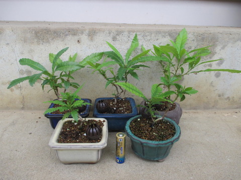 実生2年目の「山桃（ヤマモモ）」たち : 「じぃじ」のミニ盆栽日記