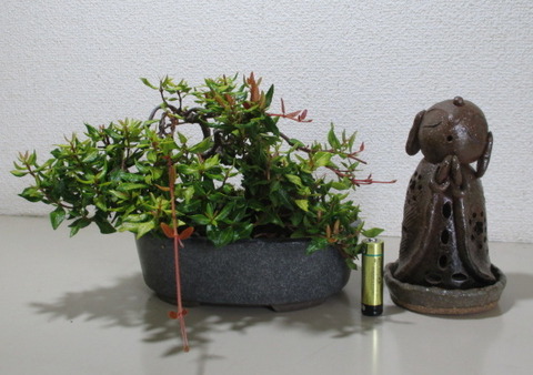 梔子 クチナシ 縮緬葛 チリメンカズラ セット 小品 盆栽 楽天市場】チリメンカズラ / 縮緬葛 小品盆栽 （いよじ園