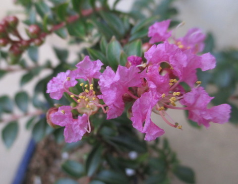 姫百日紅（ヒメサルスベリ）」の花 : 「じぃじ」のミニ盆栽日記