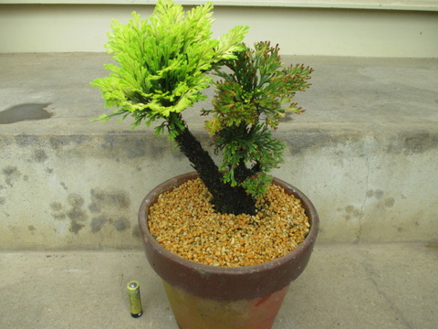 イワヒバ盆栽（鉢持ち込み35年） 宝の持ち腐れ？おじいさんの「岩檜葉（イワヒバ）」 : 「じぃじ」の