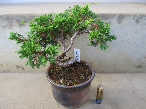 【期間限定 値下げ】真柏-盆栽 杉葉あり- 約24cm 期間限定 値下げ】真柏-盆栽 杉葉あり- 約24cm 期間限定 値下げ】真柏-