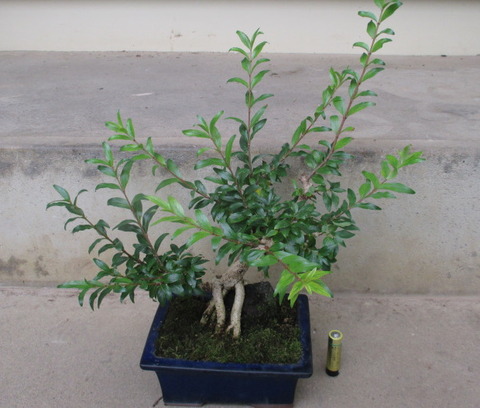 谷渡りの木（タニワタリノキ）」が咲きません : 「じぃじ」のミニ盆栽日記