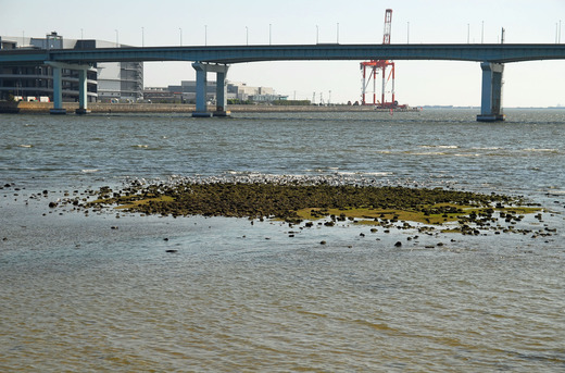 甲子園浜遺構 (3)