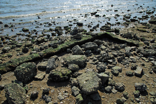 甲子園浜遺構 (24)
