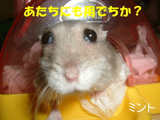あたちに用でちか?