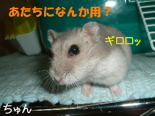 あたちになんか用?