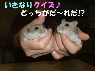 いきなりクイズ!