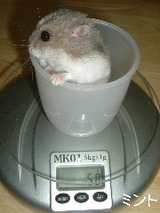 ミント58g