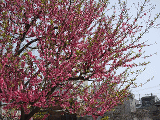 sakura5
