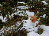 snowterria