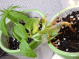 0a06a658.gif