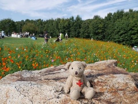 cosmos_161010 (2)