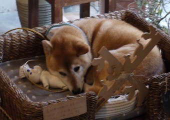 wanko4