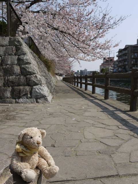 sakura1