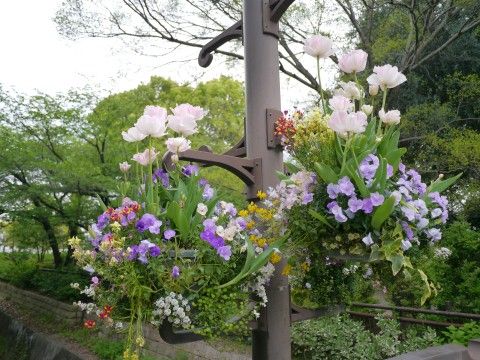 flower6