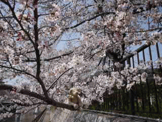 sakura6