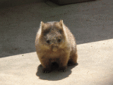 wombat