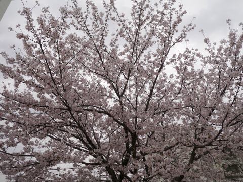 sakura1
