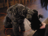 dogcafe2