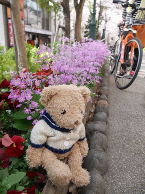 sakura_160404 (3)