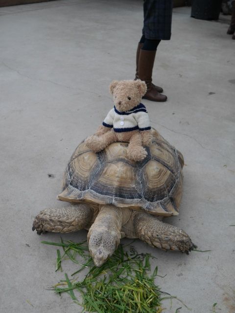 animal10_150215