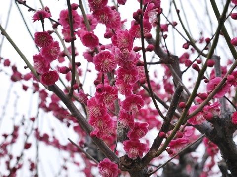 ume4