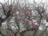 ume