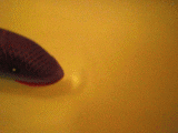 5597d0ac.gif
