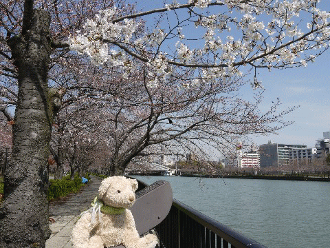 sakura1