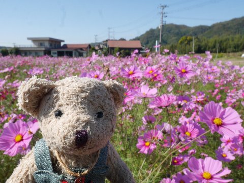 kuzugawa181107 (1)