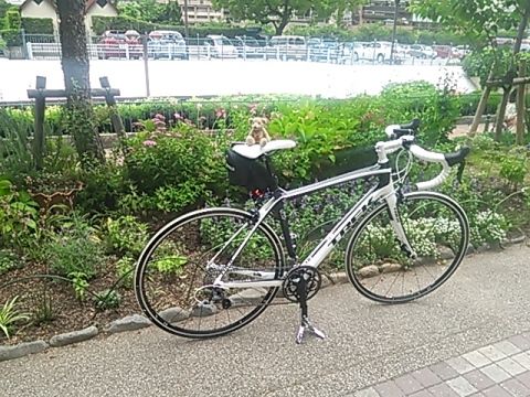 domane5