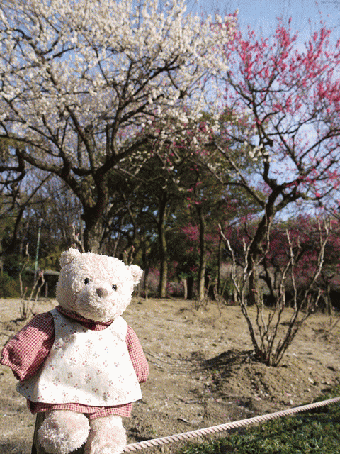 ume1