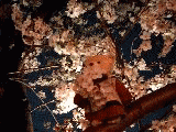 nightsakura