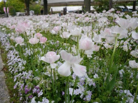 flower5