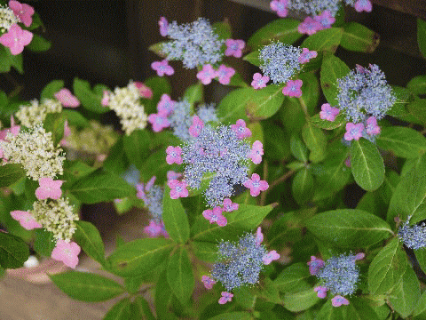 ajisai1