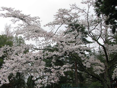 sendai4