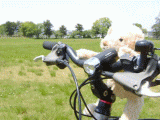 cookiecycle