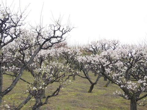 ume2