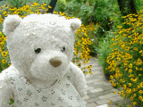 flowertunnel