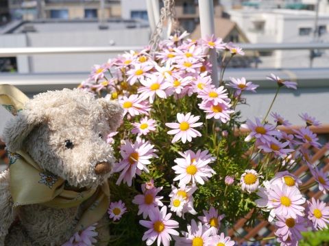 flower2