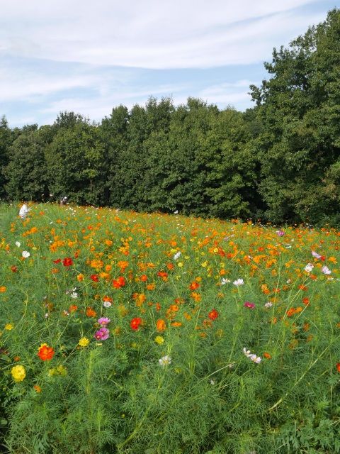 cosmos_161010 (3)