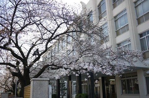 sakura1