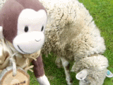 sheep