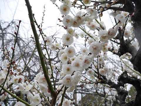ume3