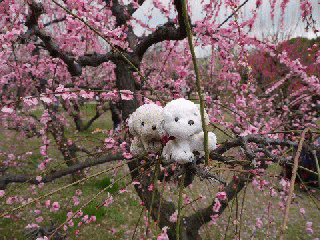 ume2