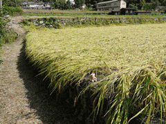 ohara3