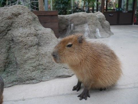 animal09