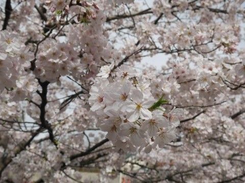 sakura_160404 (5)